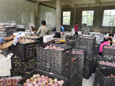 新罗区最大芙蓉李收购集散中心 扶农助农打造产供销一站式服务，助力农副产品销售腾飞