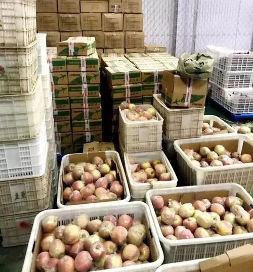 京东濮阳馆助户部寨130吨红富士苹果销往全国，农副产品销售创新模式